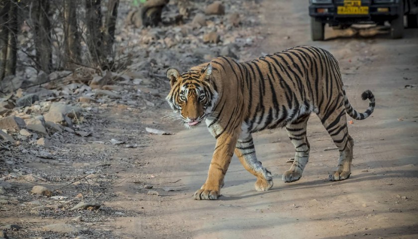 ranthambore-national-park-tour-packages