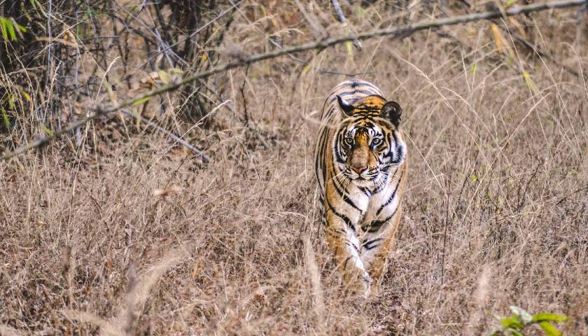 india-tiger-safari