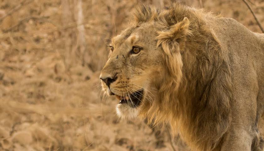 asiatic-lions-gir-national-park