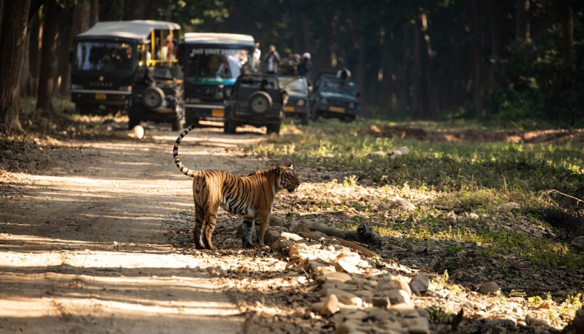 jim-corbett-national-park-tour-package