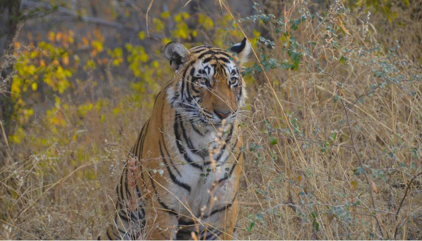 ranthambore-national-park-tiger-safari