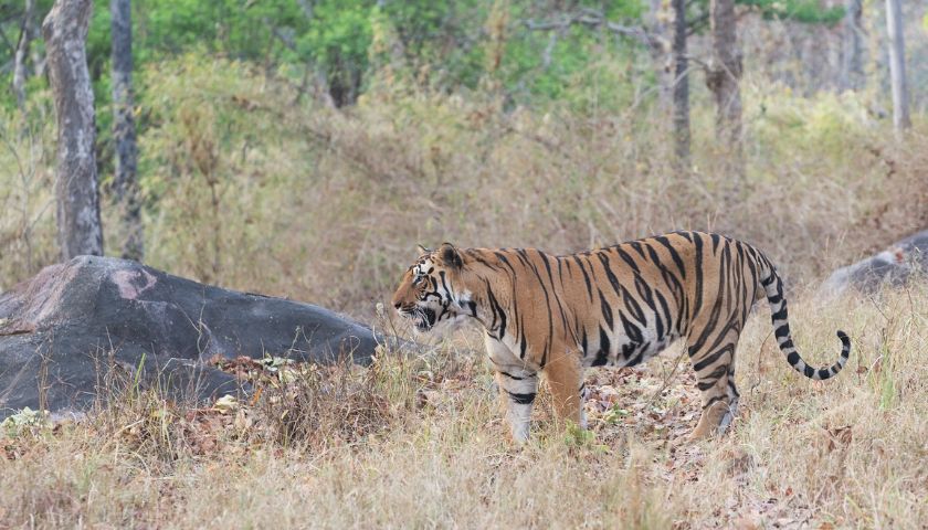 bandhavgarh-luxury-wildlife-tour-package