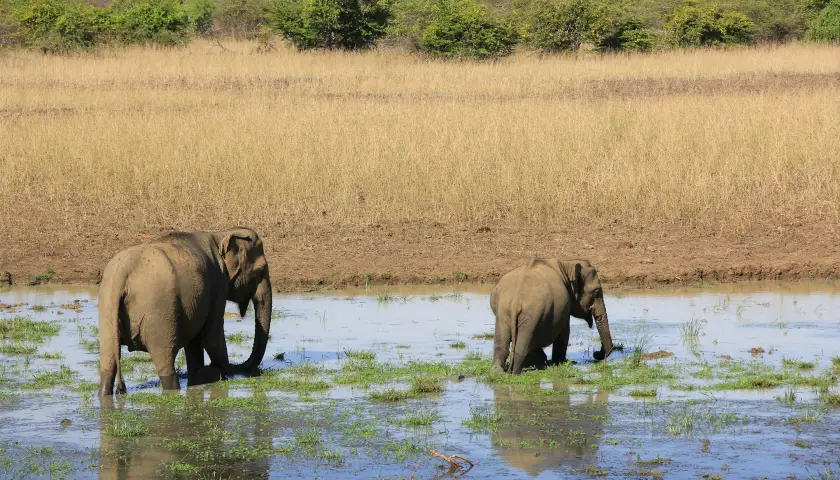 sri-lanka-wildlife-photography-tour