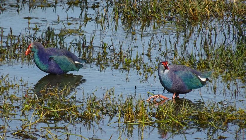 beyond-the-taj-culture-and-birding-adventure-of-india