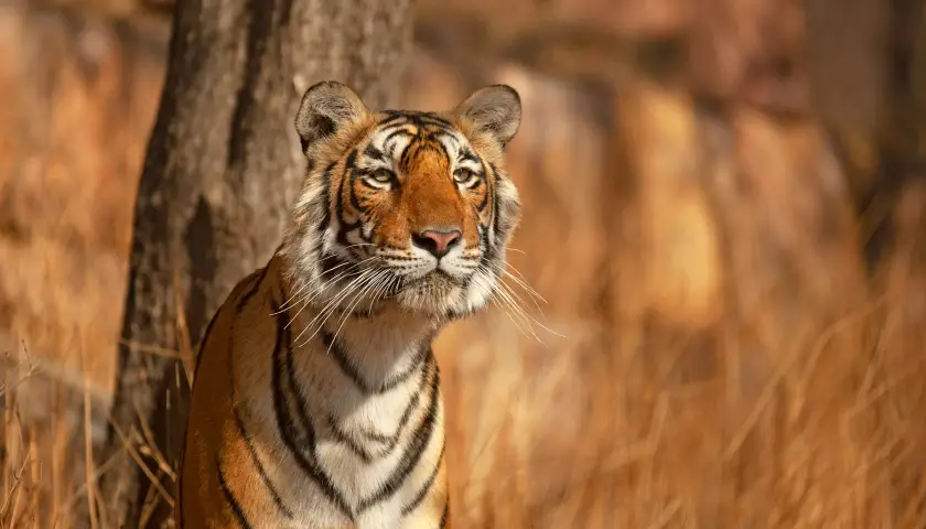 04-days-ranthambore-tiger-tour-with-agra-and-jaipur-by-car-from-delhi