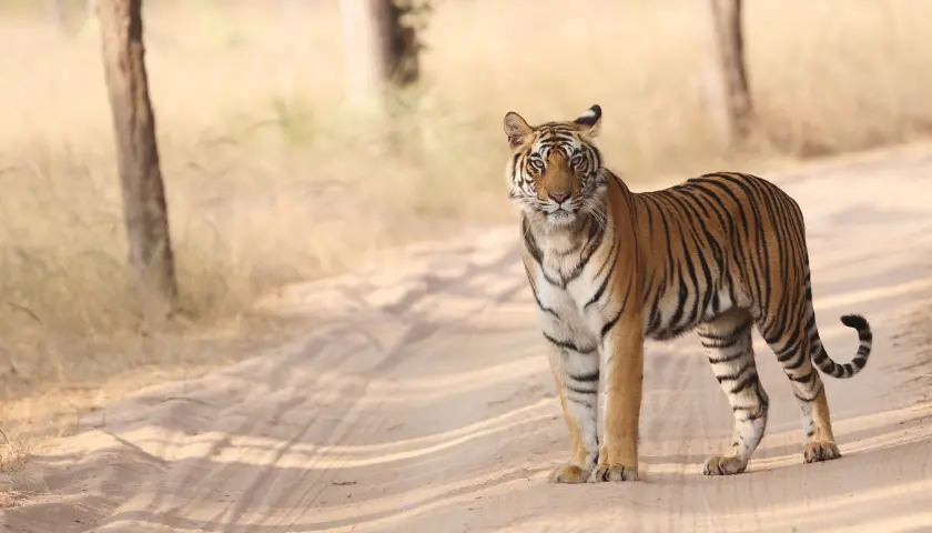 top-5-national-parks-in-madhya-pradesh-for-tiger-sightings